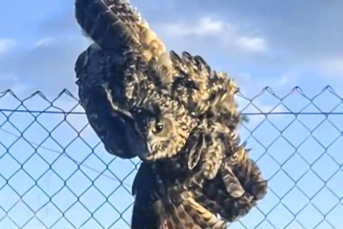 cazadores rescatan búho real atrapado