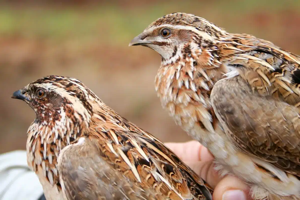 Pareja de codornices. 