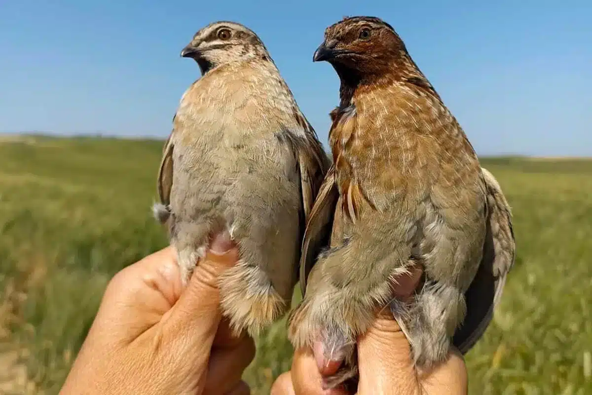 Pareja de codornices con diferente tonalidad.