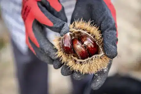 Coger castañas cómo elegir y conservar