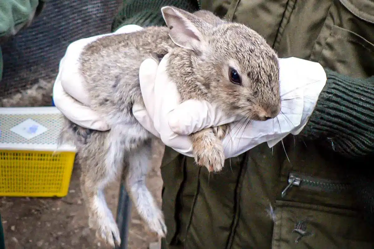 Cazadores liberando un conejo en una repoblación.
