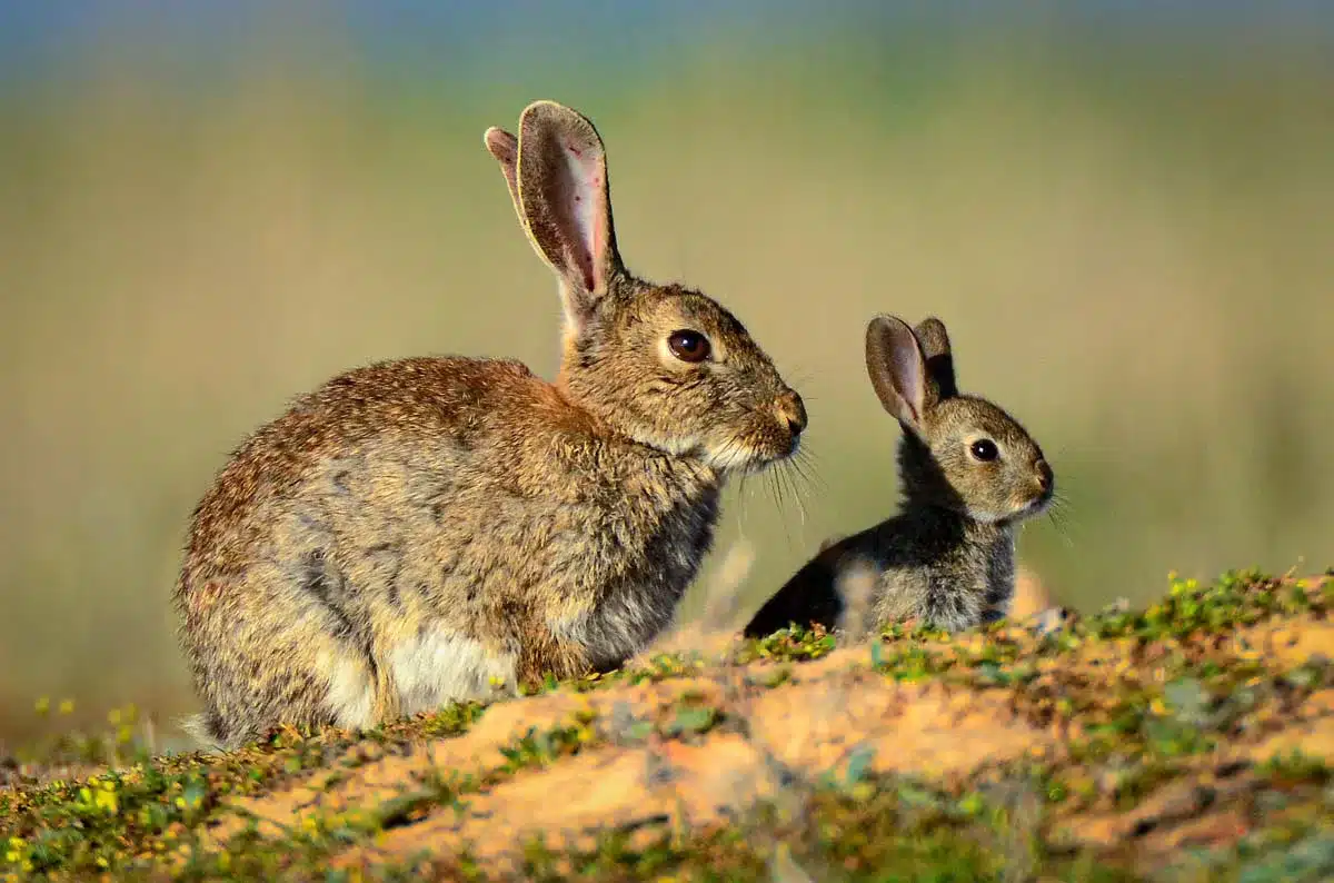 Conejo de monte