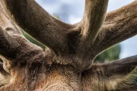 cuerna de ciervo en crecimiento
