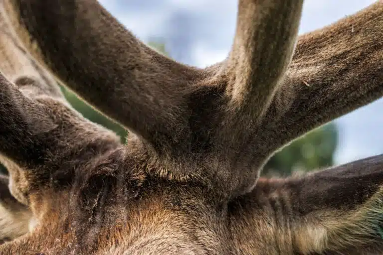 cuerna de ciervo en crecimiento