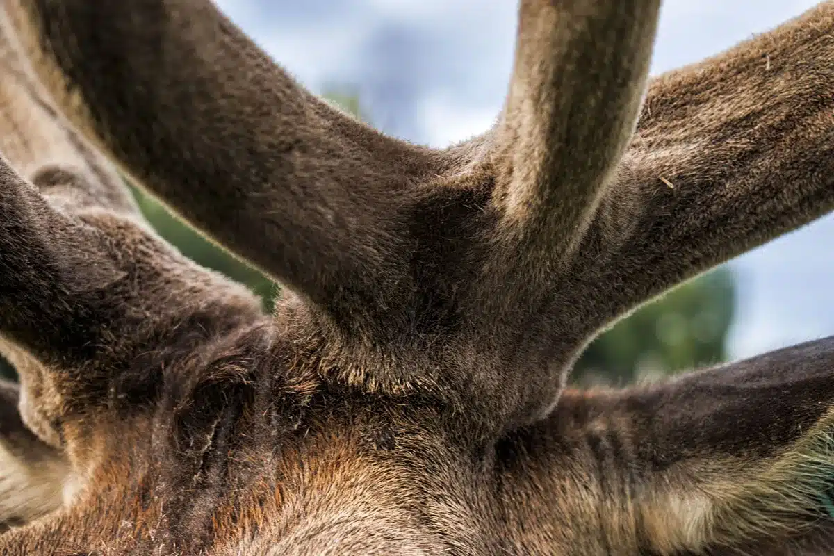 cuerna de ciervo en crecimiento
