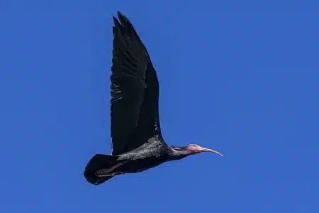 dispara aves amenazadas cárcel