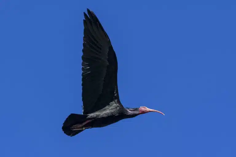 dispara aves amenazadas cárcel