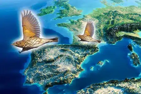 Dónde están los zorzales