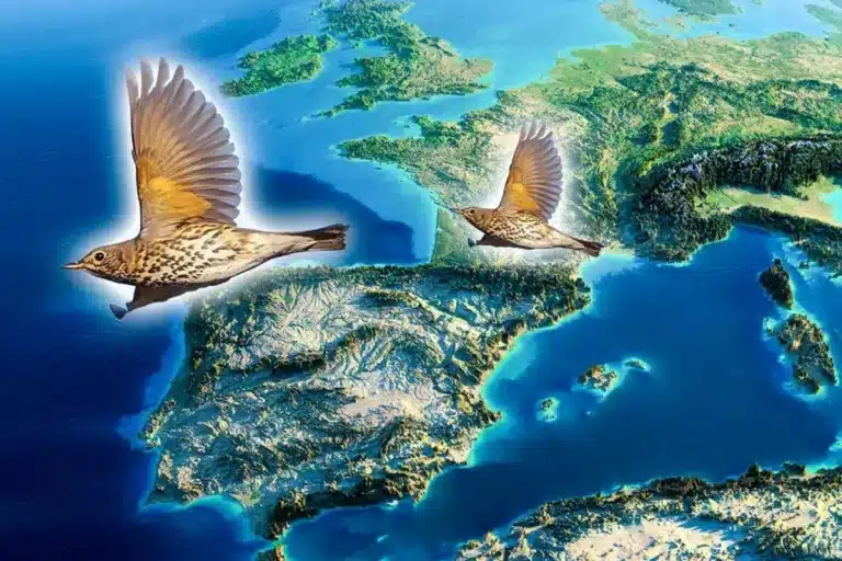 Dónde están los zorzales