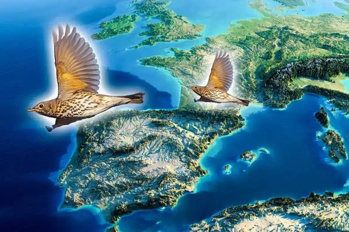 Dónde están los zorzales