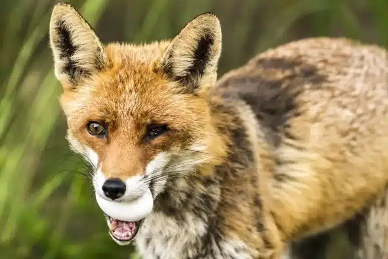 estudio dedredadores zorro