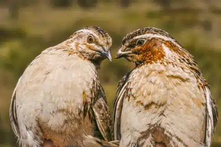 La diferencia de color entre ambas codornices es notable.