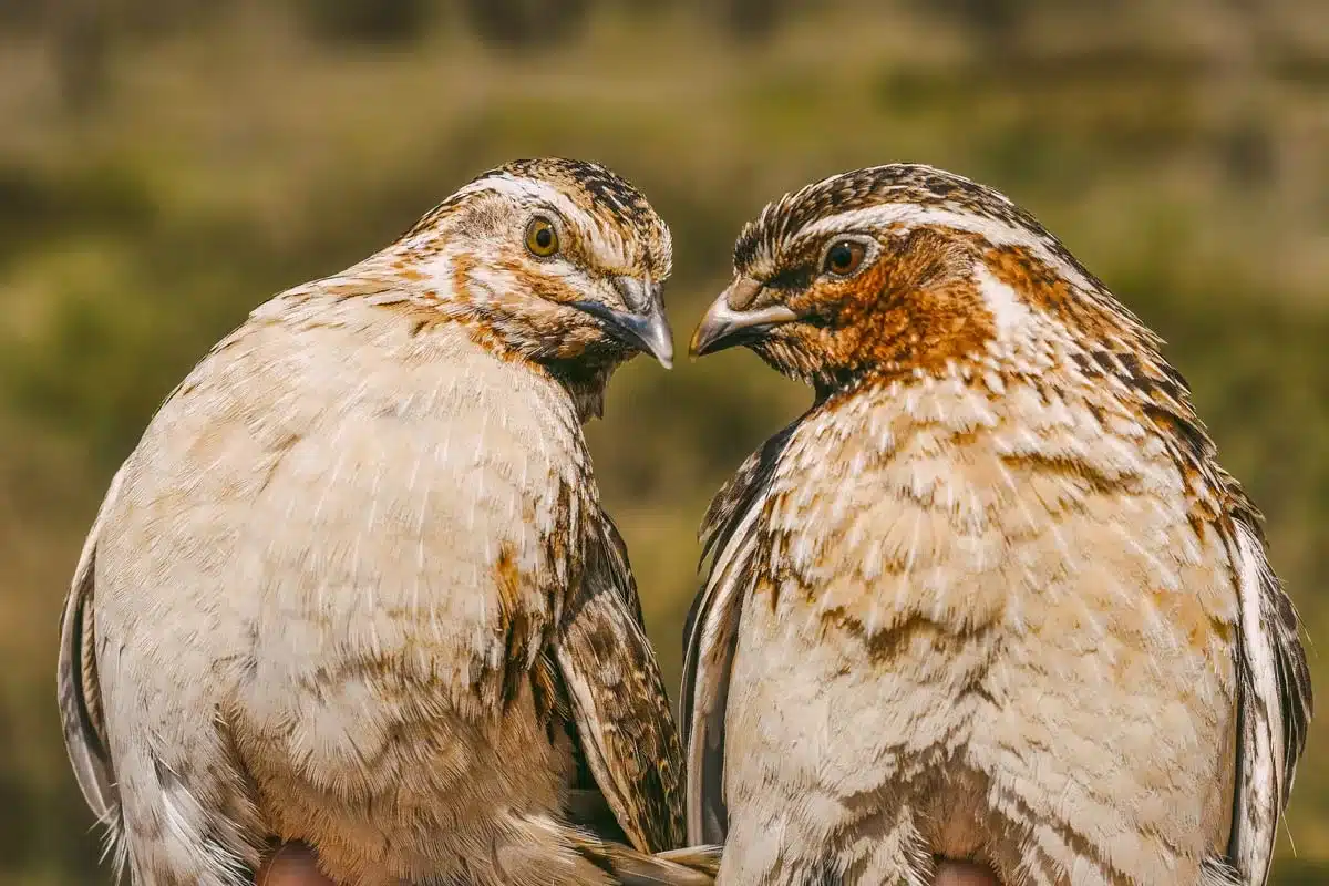 La diferencia de color entre ambas codornices es notable.