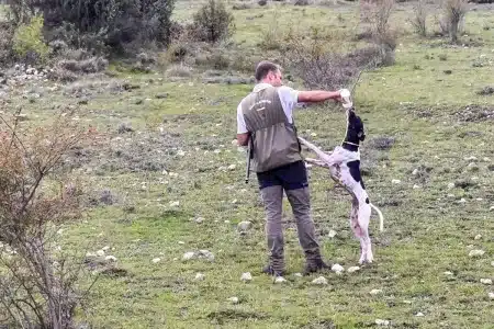 La Federación Andaluza de Caza celebra el fin del mito animalista sobre el abandono de perros de caza