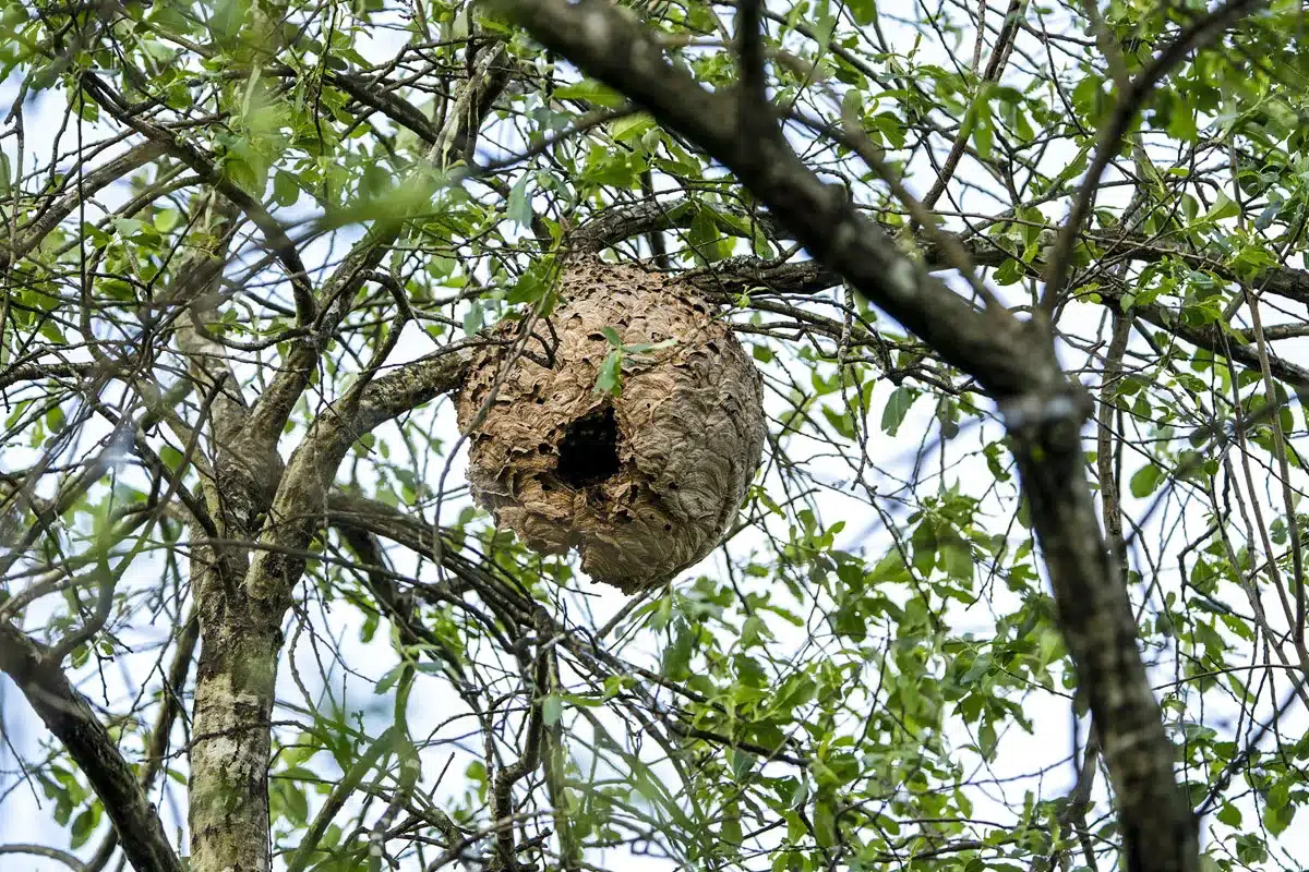 fallece cazador picaduras avispa asiática