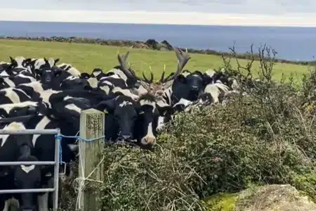 ganadero encuentra intruso entre vacas