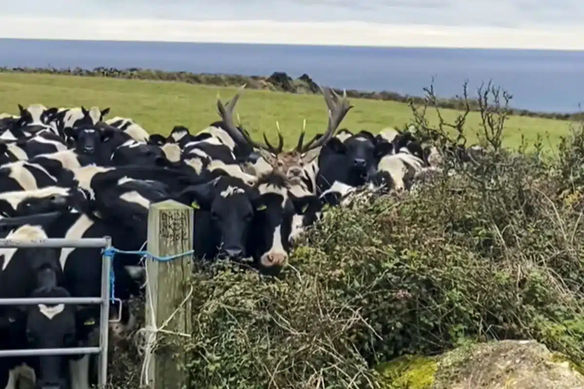 ganadero encuentra intruso entre vacas