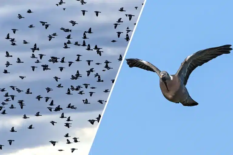 Gran paso palomas torcaces norte de España