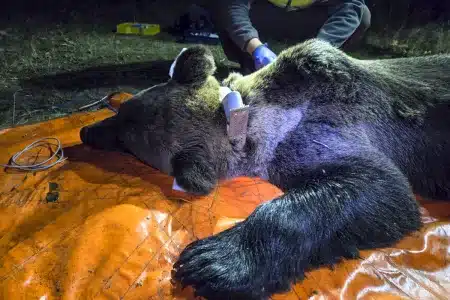 Capturan dos osos en el pueblo de León donde un ganadero murió de un infarto tras los ataques a su ganado
