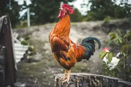 ley proteger sonidos campo