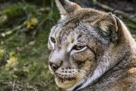 lince boreal