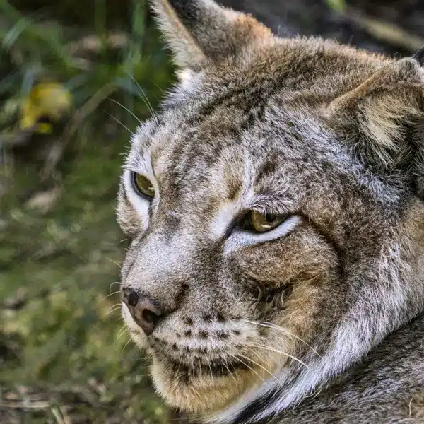 lince boreal