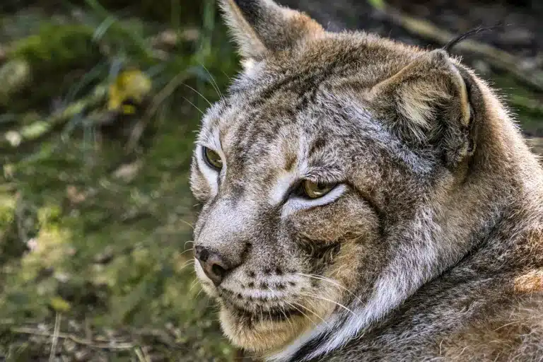 lince boreal