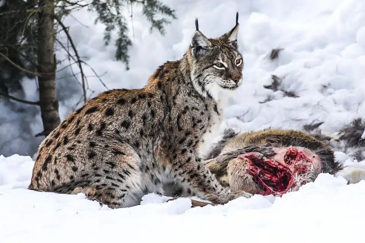 lince iberica