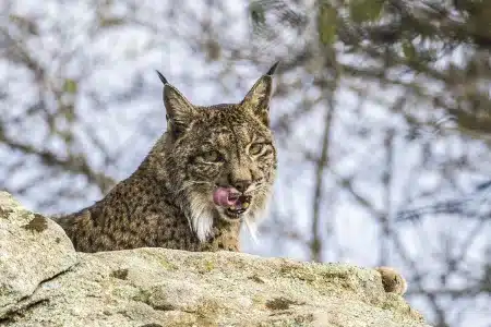 Un lince la lía en varias fincas de Cáceres y tienen que capturarlo para llevárselo a otro territorio