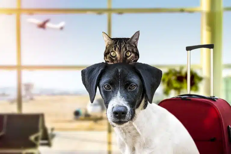 Mascota a precio de maleta indemnización vuelo
