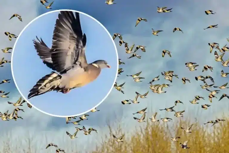 miles palomas torcaces vuelan hacia España