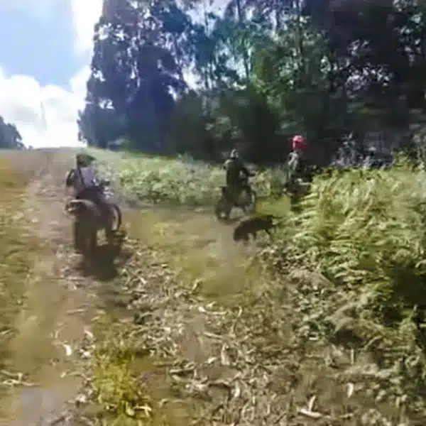 motorista encuentra frente a frente con cazador lección
