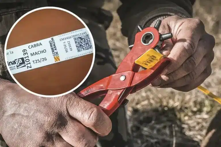 nuevo precintado piezas de caza mayor Aragón