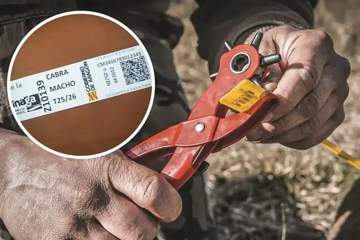 nuevo precintado piezas de caza mayor Aragón