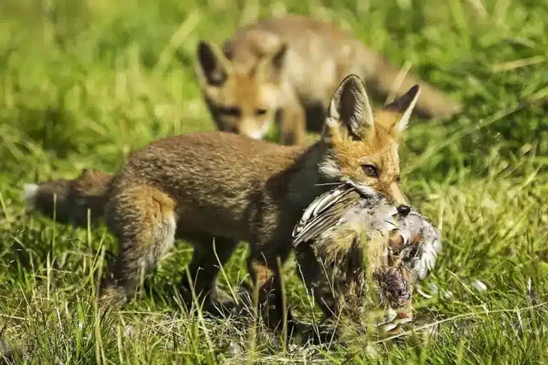 Orden Predadores Andalucía