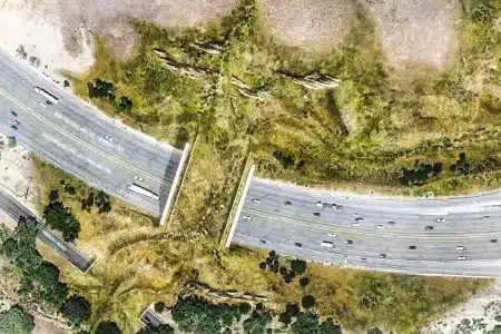 paso de fauna más grande del mundo