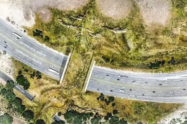 paso de fauna más grande del mundo