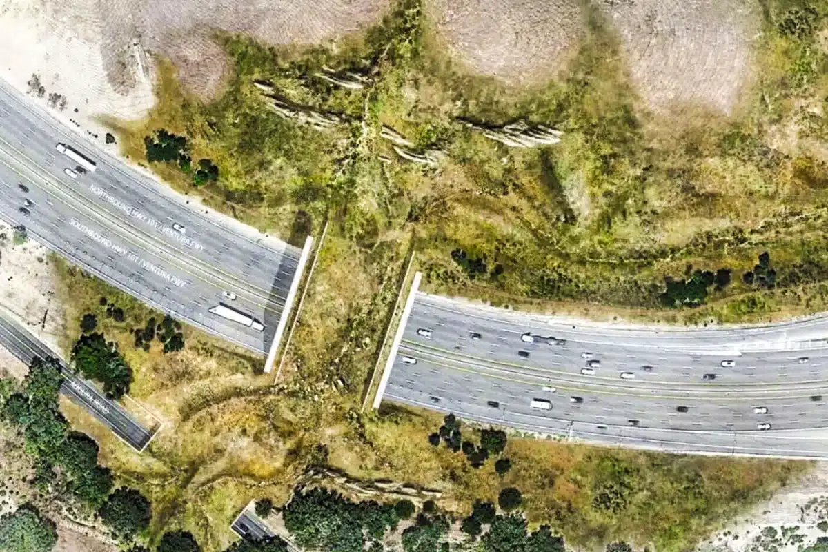 paso de fauna más grande del mundo