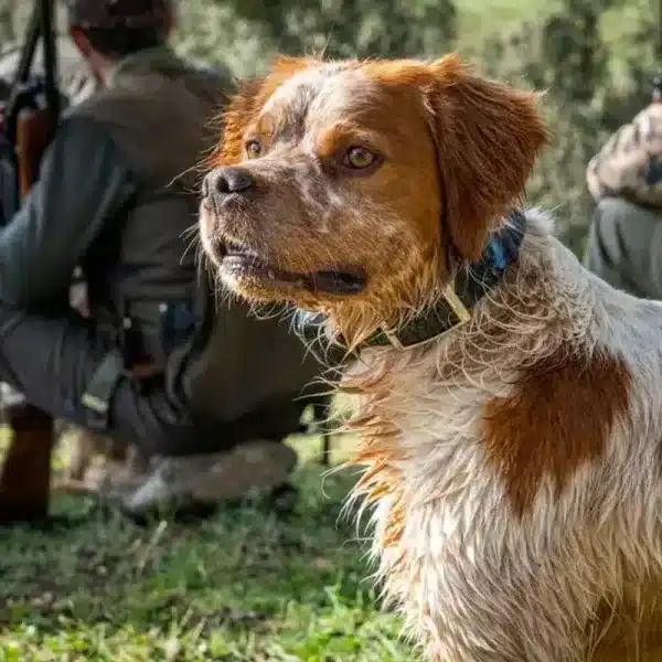 Perro de caza
