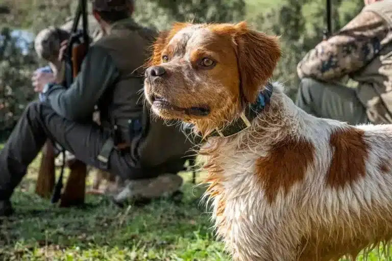 Perro de caza