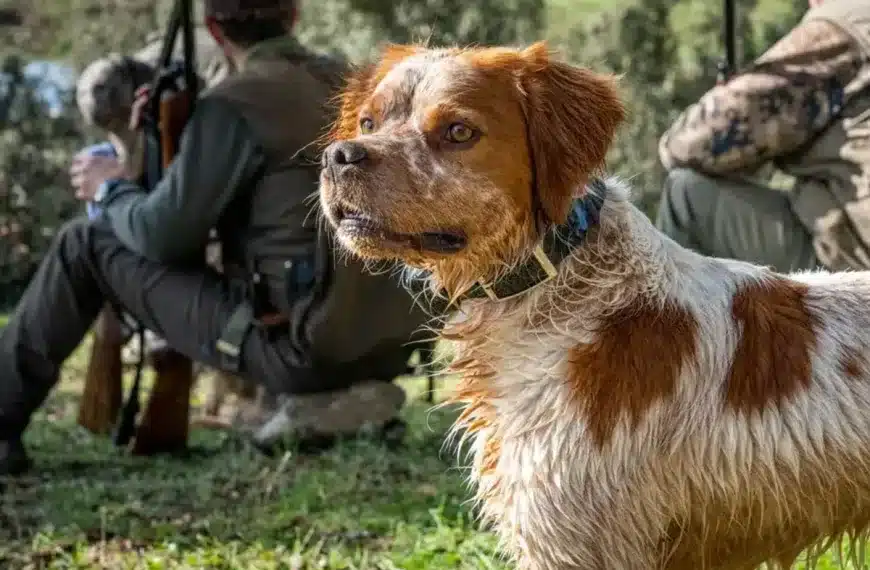 Perro de caza