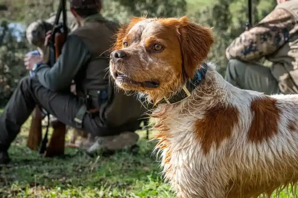 Perro de caza