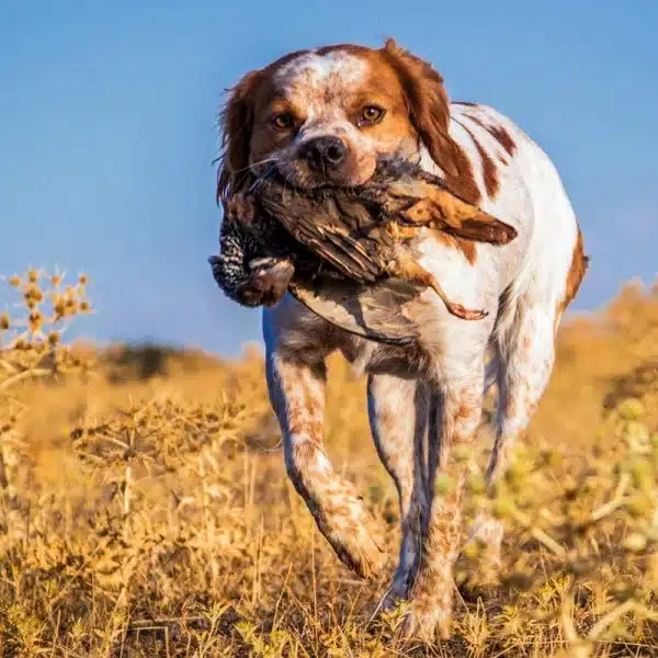 perro-de-caza