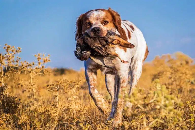 perro-de-caza