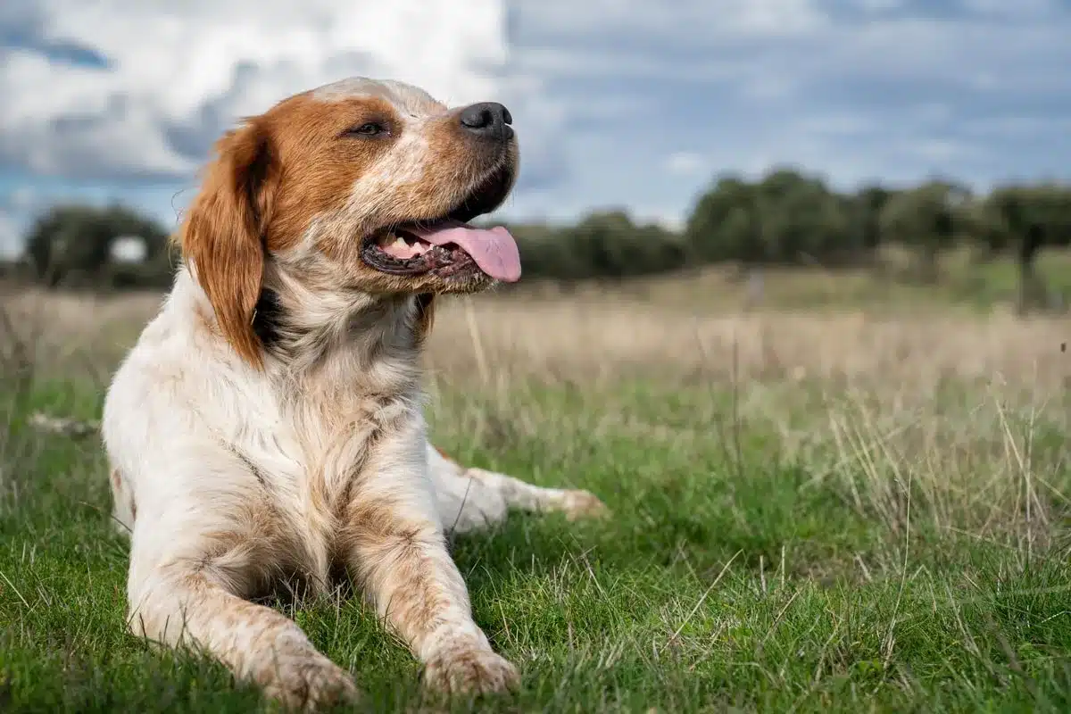 Perro de caza durante una jornada cinegética.