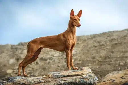 podenco faraónico raza caza resitente a la leishmania