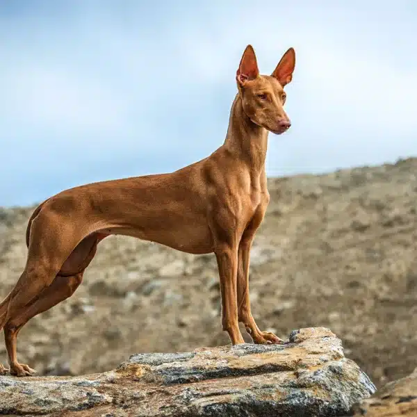 podenco faraónico raza caza resitente a la leishmania