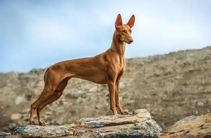 podenco faraónico raza caza resitente a la leishmania