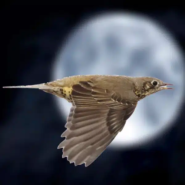 Zorzal en pleno vuelo.