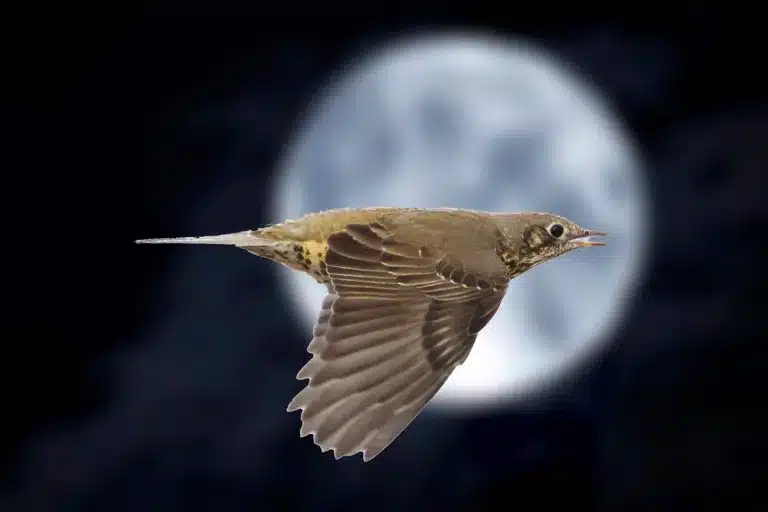 Zorzal en pleno vuelo.